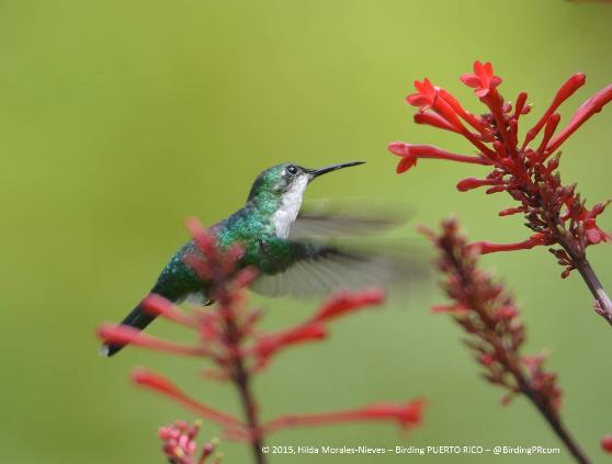 � Hilda Morales-Nieves