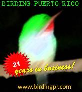 BIRDING IN PUERTO RICO