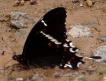 Heraclides pelaus portoricensis, Prickly Ash Swallowtail
